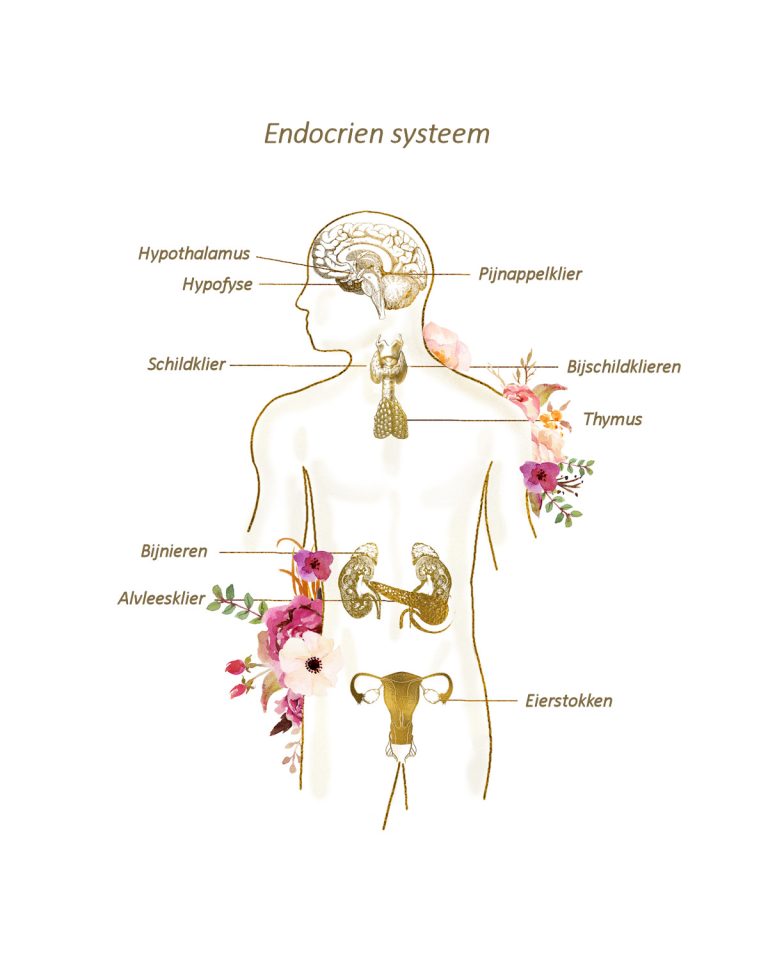 Endocrien Systeem